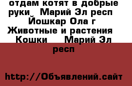 отдам котят в добрые руки - Марий Эл респ., Йошкар-Ола г. Животные и растения » Кошки   . Марий Эл респ.